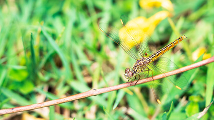 Dragonfly hanging on the branch close up picture