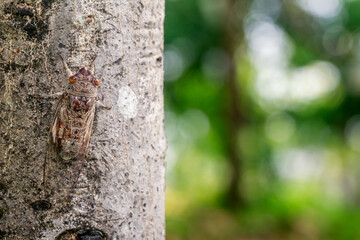 Cicada hanging on tree and blurred background