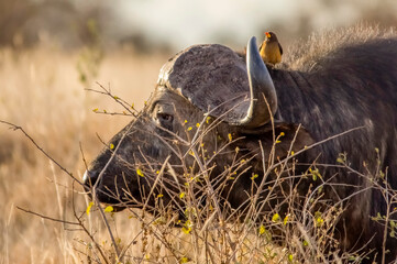 Wonderful portrait of Kenya buffalo with Yellow-Billed Oxpecker. Tsavo West National Park. Kenya