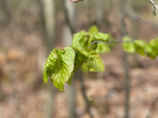 close up of leaves