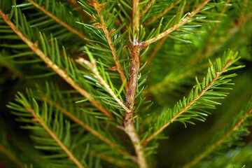 Green branch of spruce. Nature. Background of trees. Evergreen conifers. Wooden New Year Tree Christmas toys and flashlights on the Christmas tree close-up.  Green background of coniferous trees. 