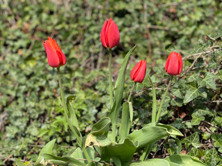 tulips in the garden