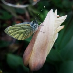butterfly on a flower