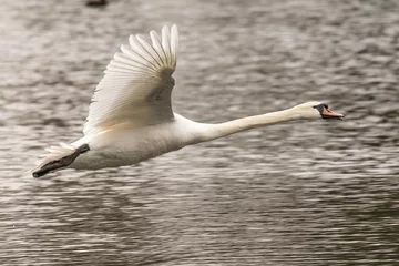 Foto op Aluminium swan in flight © scott