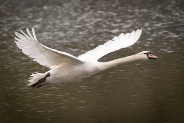 Foto op Aluminium swan in flight © scott