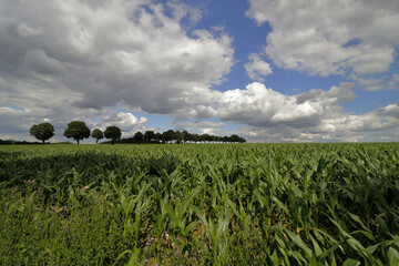 Field in summer in sunshine with blue sky and white clouds