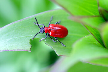 The scarlet lily beetle, red lily beetle, or lily leaf beetle (Lilioceris lilii), is insect eats the leaves, stem, buds, and flower, of lilies, fritillaries and other of the family Liliaceae.