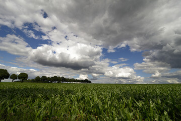 Field in summer in sunshine with blue sky and white clouds