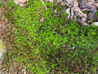moss on the ground