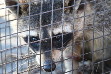 Raccoon in a Cage © Steve
