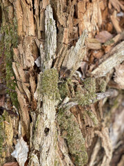 bark of a tree