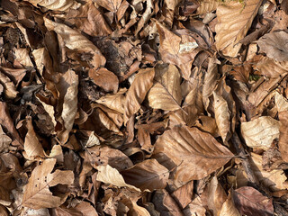 leaves background