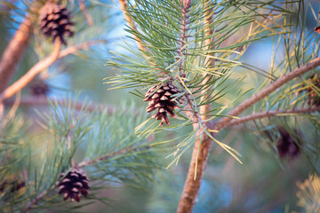 Fototapeta premium Cones on green spruce in spring.