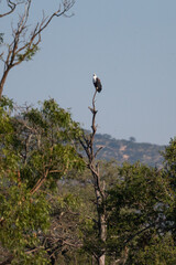 Fish eagle sitting perched on a dead tree branch calling out  