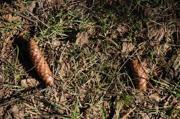Two fir cones on the ground with fallen leaves. 