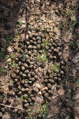 Wild boar excrement on a forest path. Wild boar droppings. Spring in the forest. Wild animals in nature. 