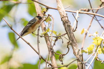 Bay breasted warbler on Dauphin Island