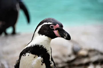 Tuinposter young humboldt penguin exploring © Nikki
