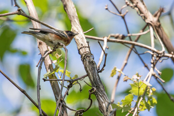 Bay breasted warbler on Dauphin Island