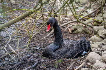 One mute swan in the nest hatching eggs in spring. Cygnus olor in natural environment. Beauty in nature.