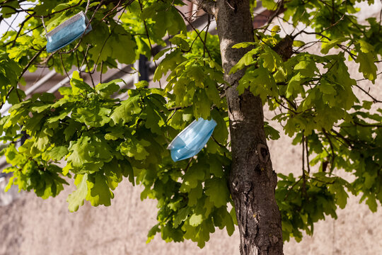 Surgical Masks Thrown On A Tree. Human Incivility