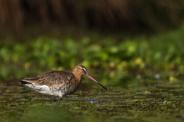 Black Tailed Godwit, Chennai, India