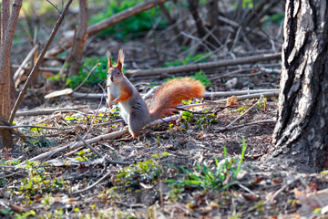 The forest squirrel stands on its hind legs, illuminated by the spring sunbeams.