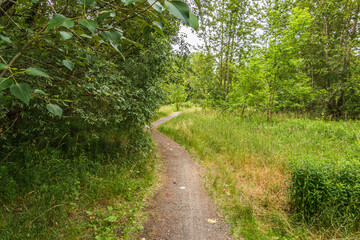 A footpath between the trees in spring. Deciduous trees and bushes along the way. Tall grass in the wild. Hiking trail through flat land. Green leaves and green grasses in a forest landscape
