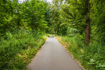 Fototapeta na wymiar Asphalted bike path through a forest. Path between trees in spring with deciduous trees and bushes. Tall grass in the wild. Hiking trail through flat land. Green leaves and green grasses