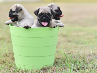 Cute puppies brown Pug playing together in green bucket