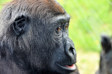 Close up of mother gorilla