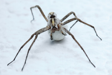 Spider carries egg like a ball