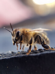 bee on the ground