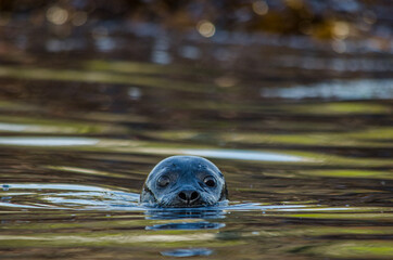 seal in the sea