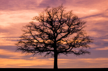Fototapeta na wymiar silhouette d'arbre devant un coucher de soleil