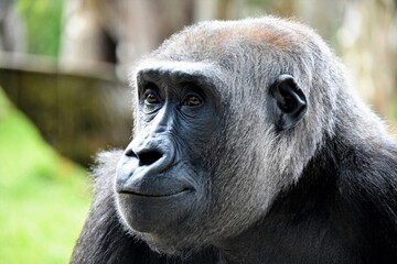 Gorilla close up