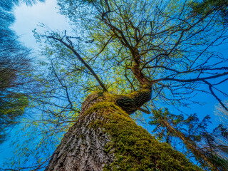 Bottom view to green forest crown with light spot