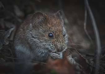Fressende Maus im Wald