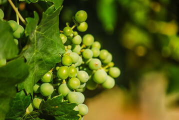 macro nature wine grapes