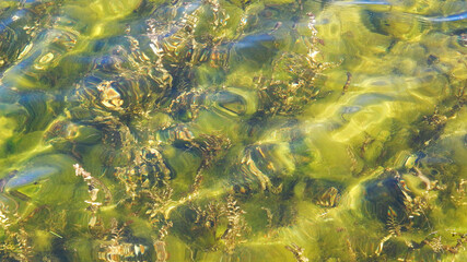 algae in the water