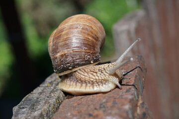 snail on the fence
