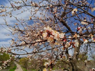 Spring landscape, cherry blossom in spring
