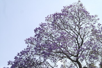 &Aacute;rbol de jacarandas 