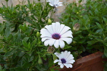 purple and white daisy