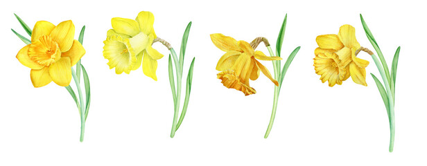 Watercolor yellow daffodils isolated on white background. Hand painted spring narcissus flowers, botanical illustration for cards, invitations, print design