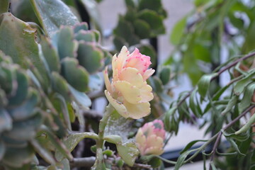 cactus in the garden