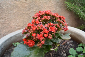 flower in a pot