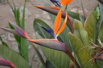 bird of paradise flower