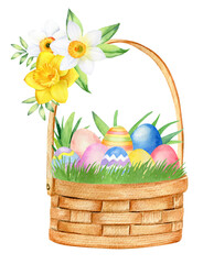 Watercolor basket with easter eggs and daffodils flowers. Hand drawn illustration isolated on white background.