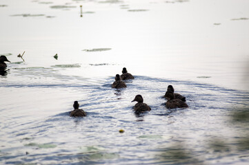 Małe kaczki płynące w dużej grupie po jeziorze